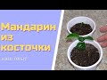 Как Вырастить Мандарин Из Косточки В Домашних Условиях