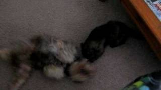 True, love, Joy, Bliss!This is Schnauzee and Teny his cat! 003.AVI screenshot 4