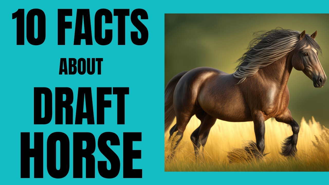 10 MOST RARE AND INFORMATIVE FACTS ABOUT DRAFT HORSES FGFACTSDESCRIBER