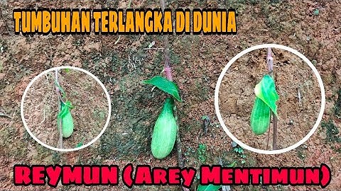 JUTAAN ORANG BELUM TAHU‼️TUMBUHAN PALING LANGKA BARU DI TEMUKAN