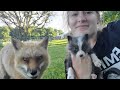 Finnegan Fox and his fox pup