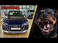 Audi A4 z Rottweil agresywne jak rottweiler