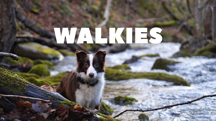 River walks in Whycocomagh Mountains with the dogg...