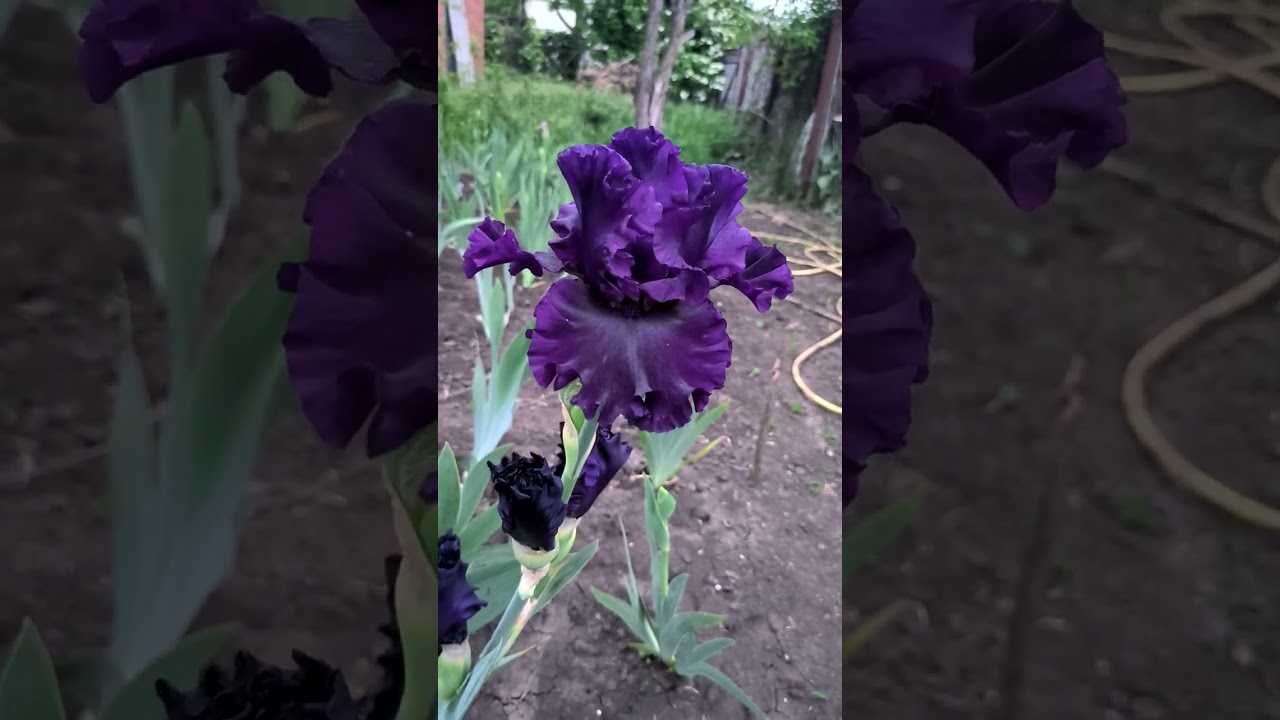 Noble Gesture (Keith Keppel, R. 2009)&nbsp;