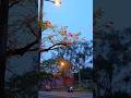 শহরে কৃষ্ণচূড়ার আগমন #কৃষ্ণচূড়া #nature #naturelovers #shorts #shortsfeed