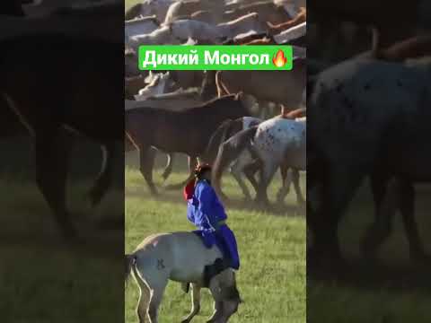 Видео: #horseracing #аламанбайге #jockey #ат #kokboru #арғымақ #жылкылар #көкпар #монголия #монгол