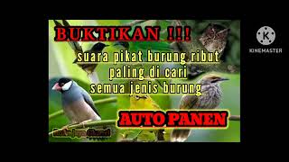 #suara pikat semua jenis burung
