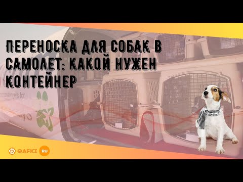 Переноска для собак в самолет: какой нужен контейнер