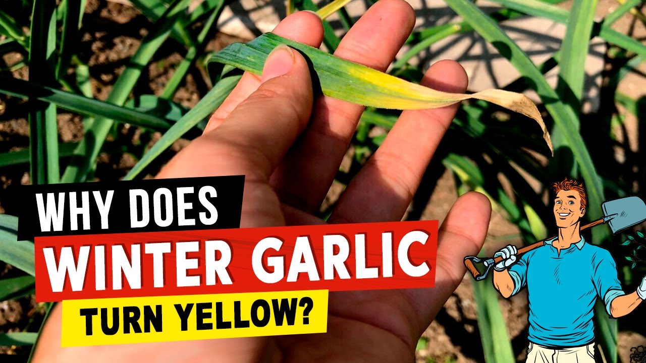 Why winter garlic begins to turn yellow in spring and how to fix the