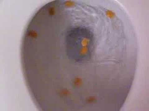 goldfish being flushed down the toilet