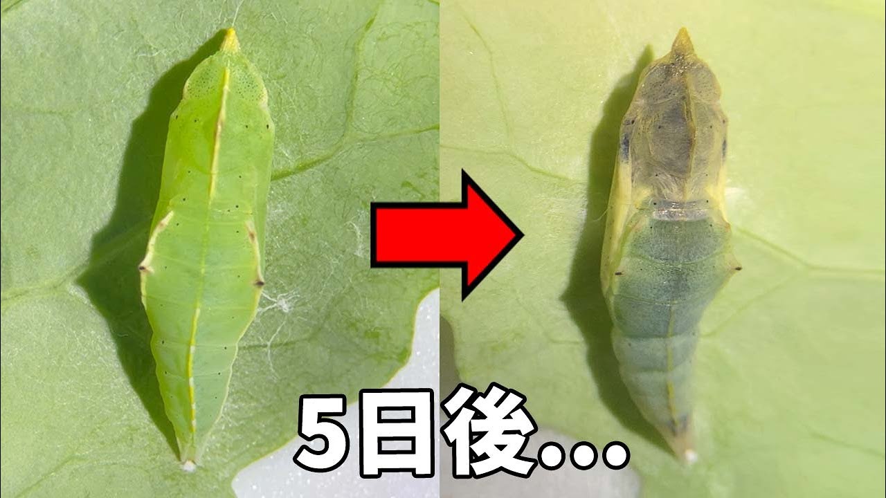 サナギの中で何が起こっているの？