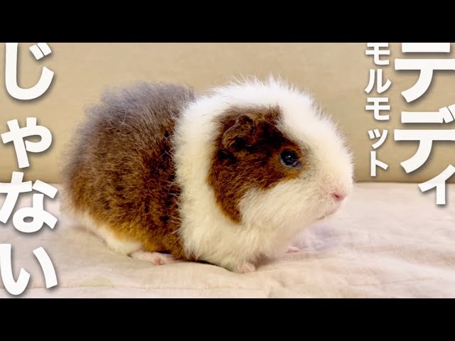 お知らせ】キー坊の品種がテディモルモットではなかった件