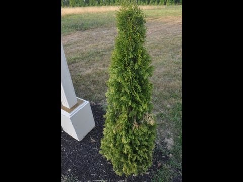 Como Água seu novo Arborvitae e Outros Evergreens