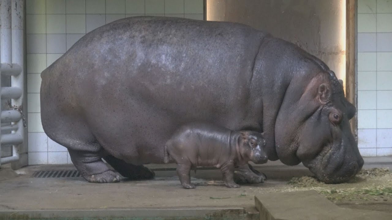 カバの赤ちゃん誕生 愛媛新聞online