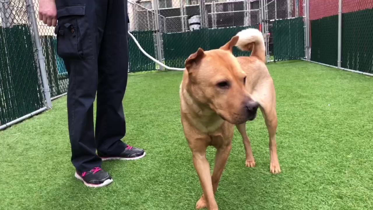 dog breeds with curly tails