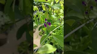 Famous Seminit Info Herba Wealth