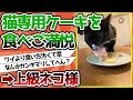 【2ch動物スレ】上級ネコ、猫専用クリスマスケーキを食べご満悦wwwww