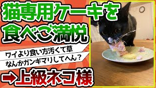 【2ch動物スレ】上級ネコ、猫専用クリスマスケーキを食べご満悦wwwww