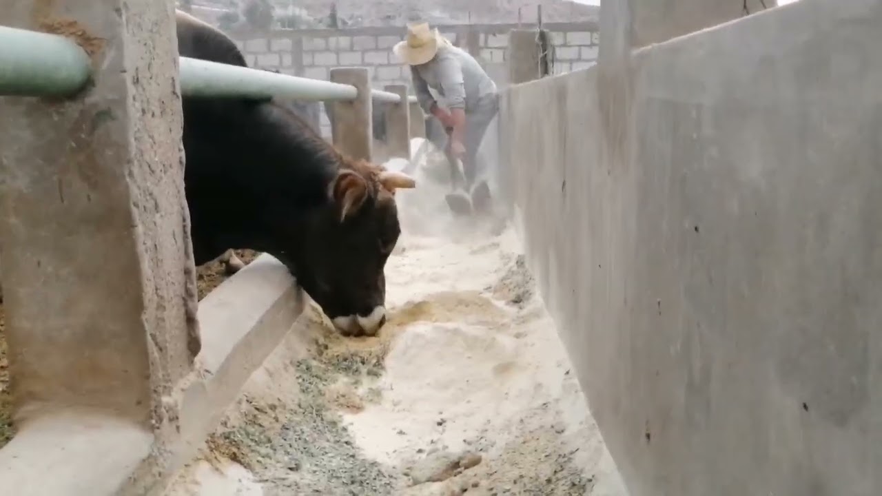 ASI VAMOS CON LOS TOROS DE ENGORDE Y UNOS NUEVOS EJEMPLARES