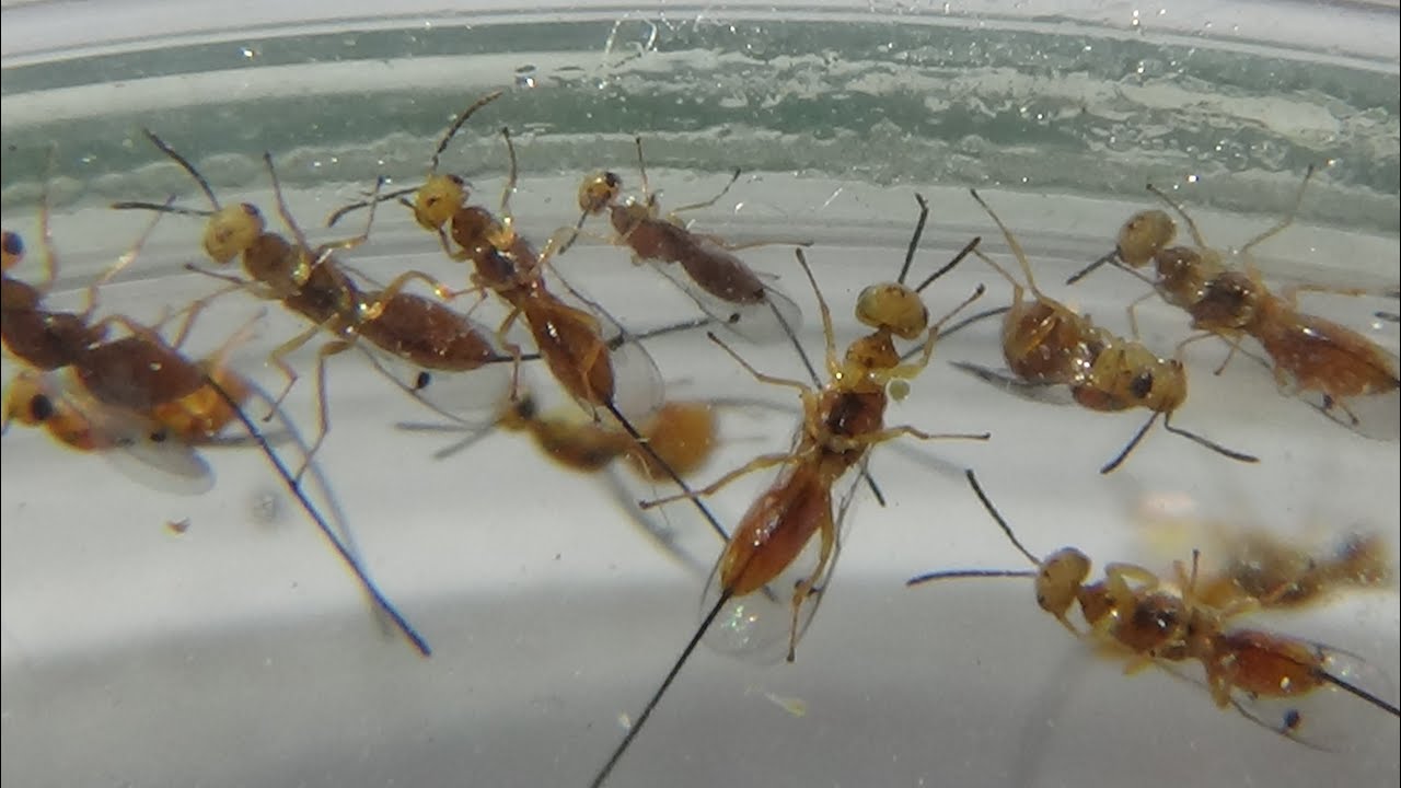 Chalcid Wasps Megastigmus Ex Rose Seeds. 15.05.2022. Kyiv, Ukraine. 81 day of war.