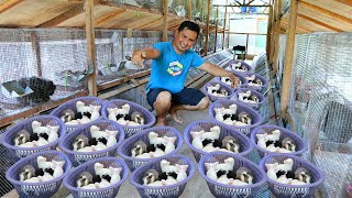 Rabbit farming & Fish farming│ Mother rabbit gave birth to 9 kits (Rabbit health, care & Treatment)