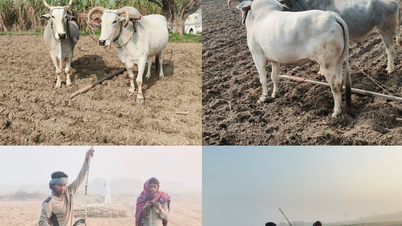 हमने गन्ने की बुवाई शुरू करदी 🙏