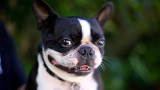 The 10 Pros and Cons of Owning a Boston Terrier