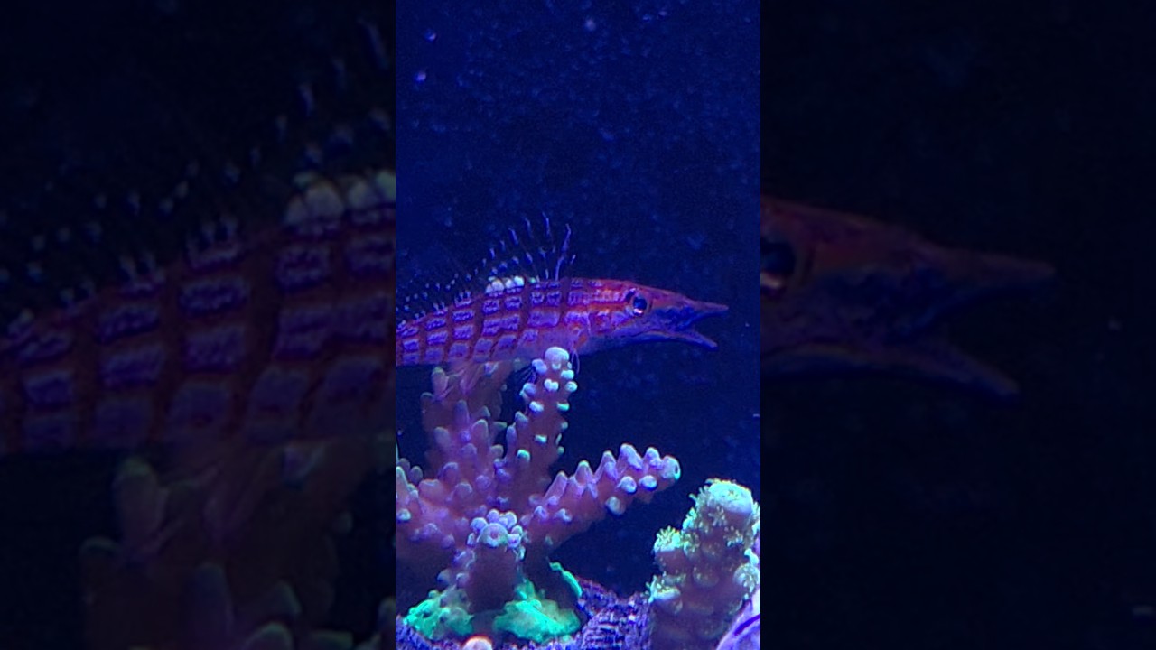 Long Nose Hawk. Doing Long Nose Hawk Things