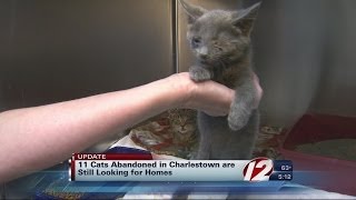 Kittens looking for home in Charlestown