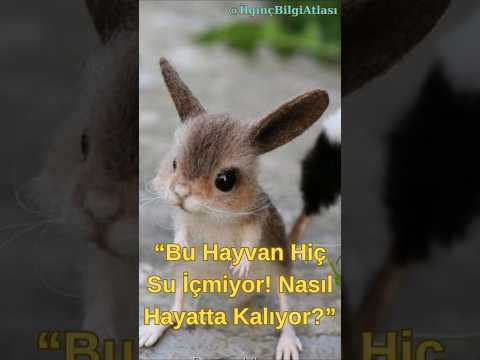 “Su İçmeden Yaşayan Memeli! Çölün En Büyük Sırrı!”