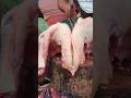 Avoid cutting the cow's udder. #meatcuttingskill #meat #meatmarket #fishcutting #beefcattle
