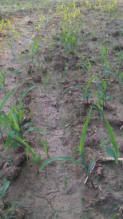 #Maize crop#Variety AdV 9144# Broadcasting Method # Bird's Sounds#villagelife