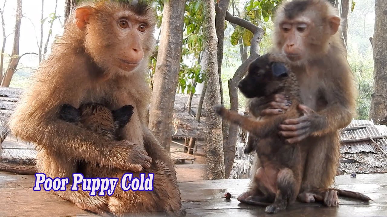 Pity Orphan Puppy cold need warmly, Monkey Carano hugs Orphan look after best like Baby's Mom