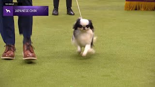 Japanese Chin | Breed Judging 2024