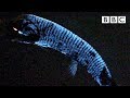 Why this deep sea fish has scientists stumped   bbc