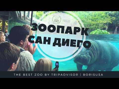 Видео: Где зоопарк Сандиего?