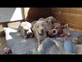 Weimaraner Puppys 2020 - 58/55 days old - Random Play Time