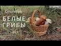 УРА! Грибной сезон начался! БЕЛЫЕ ГРИБЫ и МАСЛЯТА