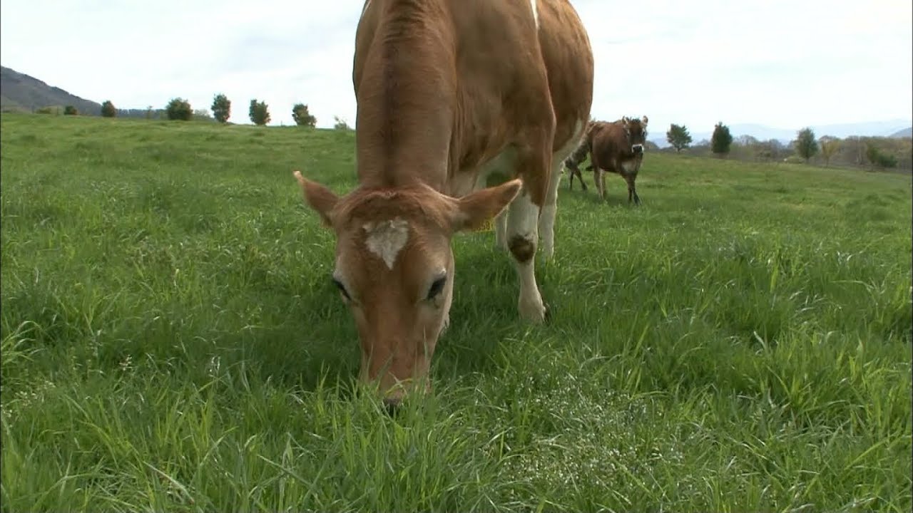 Jersey cows begin grazing in Okayama
