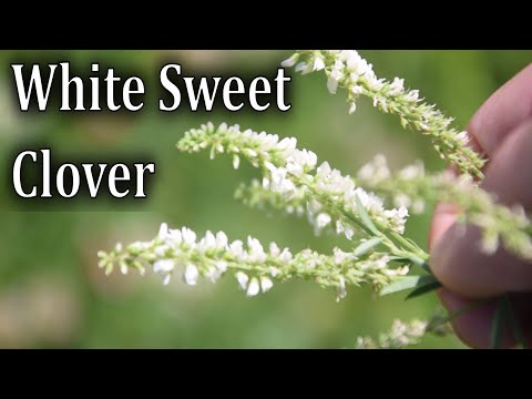 Video: Vad är White Sweetclover: Lär dig mer om White Sweetclover-fördelar och användningsområden