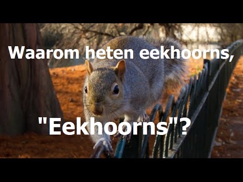Video: Ik Leef Als Een Eekhoorn In Een Wiel - Hoe Ontspannen Na Een Drukke Dag?