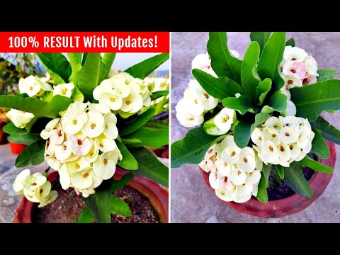 Video: Nejkrásnější květina Euphorbia: péče a fotografie