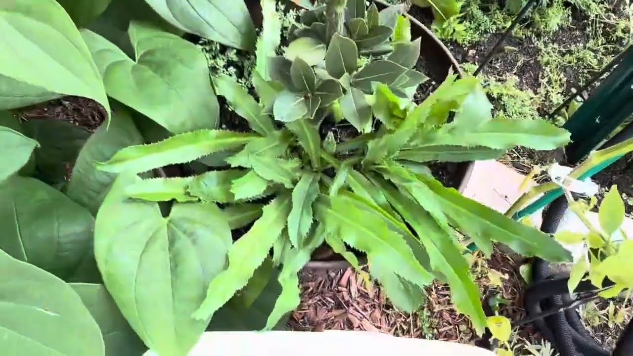 Преображение сада с помощью таинственной коробки!