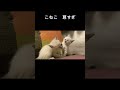 子猫時代　ミル＆モル　#Shorts　#猫　#癒し　#かわいい猫　#子猫