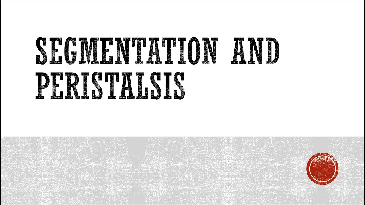 Segmentation and Peristalsis