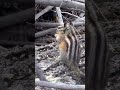 Baby Chipmunk 🐿️ #foryou #wildlife #rockiemountains