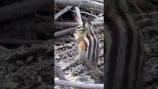 Baby Chipmunk 🐿️ #foryou #wildlife #rockiemountains