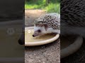 Hedgehog Tries Spicy Chili Pepper 🦔🌶️🔥🥵😅 #hedgehog #spicy #pepper #food #viralshorts