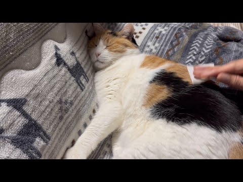 三毛猫】完全に無防備なミケ（2025年4月16日） - YouTube