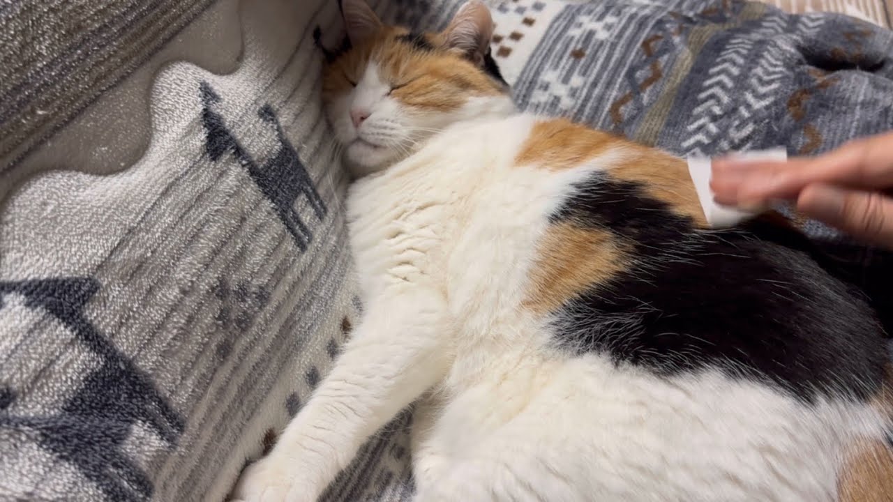 三毛猫】完全に無防備なミケ（2025年4月16日） - YouTube